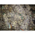 Fresh Normal White Garlic New Crop 2019